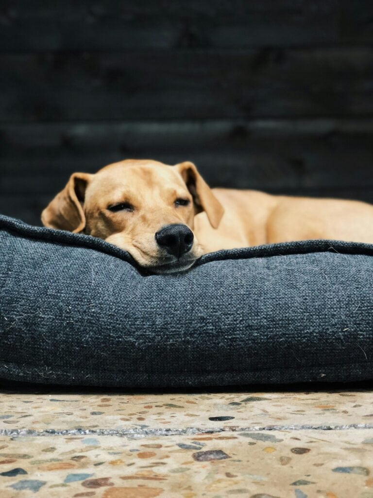 Dog relaxing in an air conditioned house.